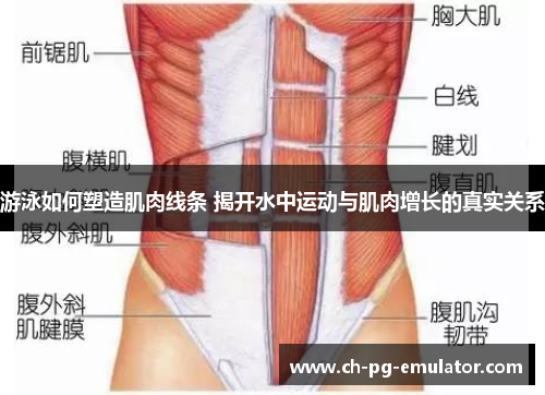 游泳如何塑造肌肉线条 揭开水中运动与肌肉增长的真实关系 游泳如何塑造肌肉线条 揭开水中运动与肌肉增长的真实关系